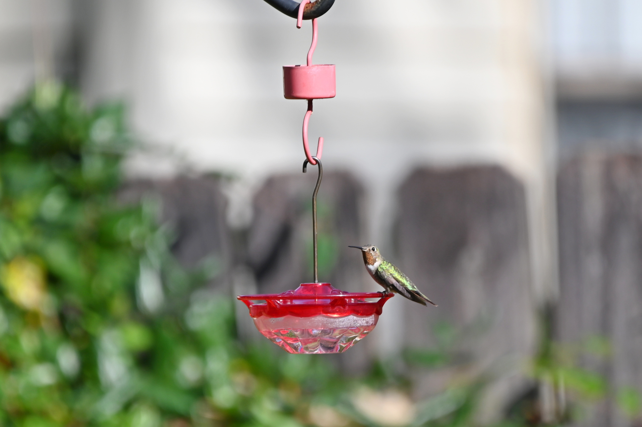 Broad-tailed Hummingbird (Selasphorus platycercus), photo 3