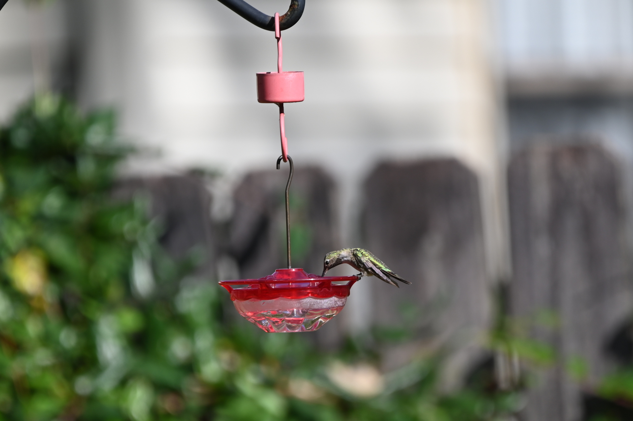 Broad-tailed Hummingbird (Selasphorus platycercus), photo 4