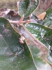 Ditylenchus gallaeformans