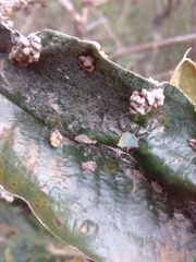 Ditylenchus gallaeformans