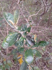 Ditylenchus gallaeformans