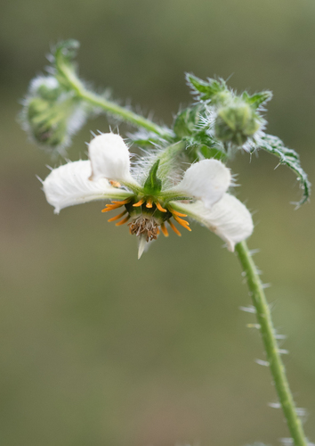 Blumenbachia sylvestris (Blumenbachia sylvestris)