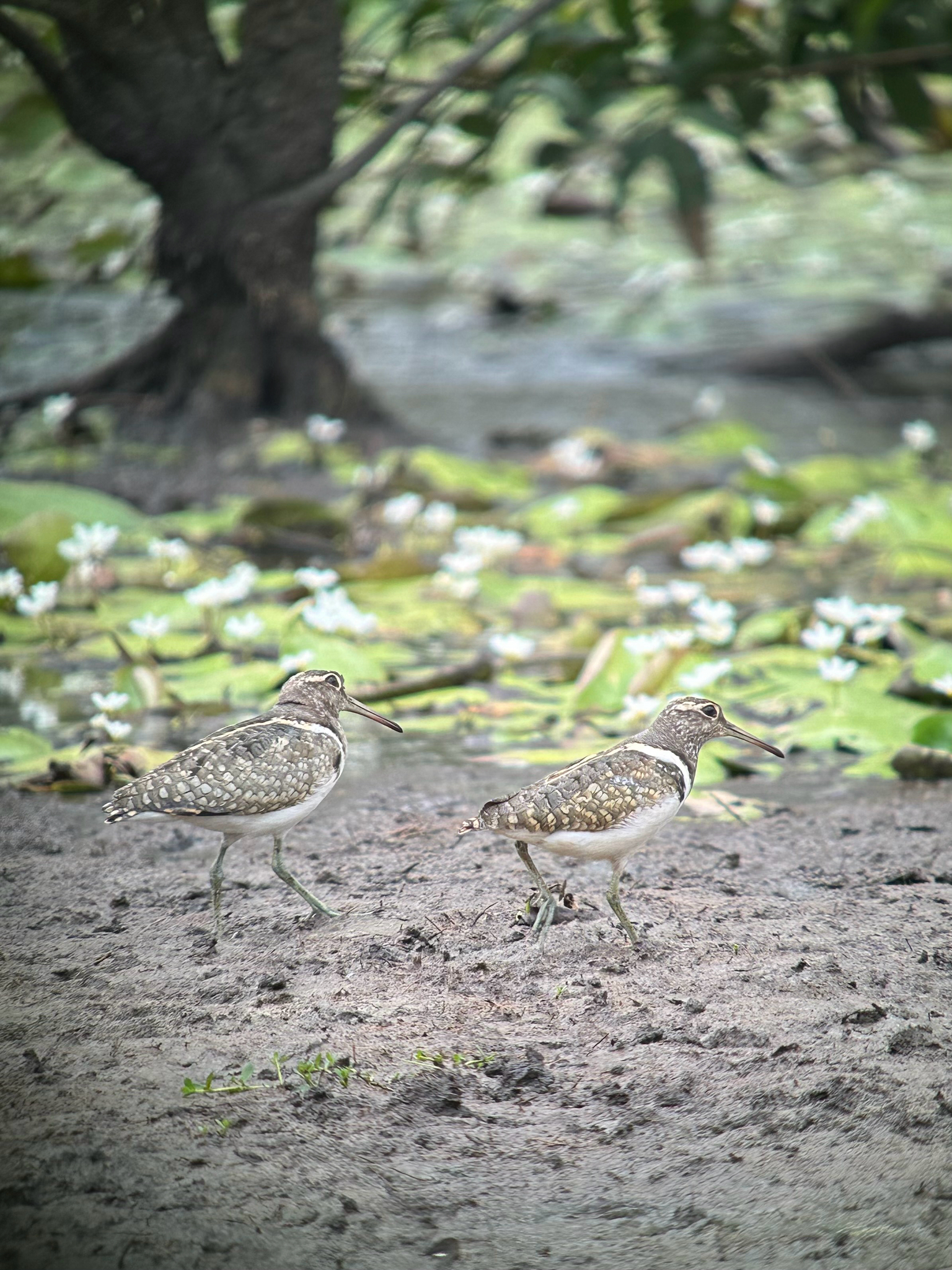 Australian Painted-snipe (Rostratula australis), photo 1