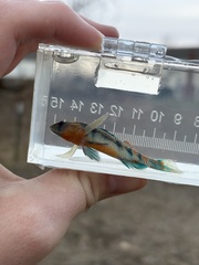 Orangethroat Darter photo 4