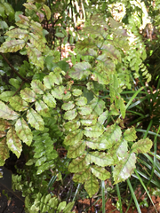 Pterophylla sylvicola