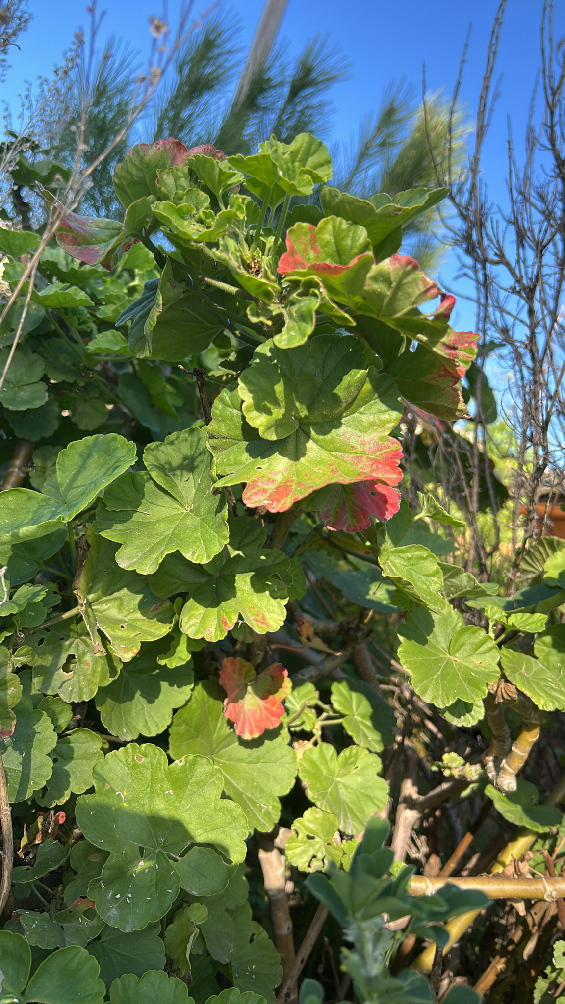 Imagem de Malva cheirosa