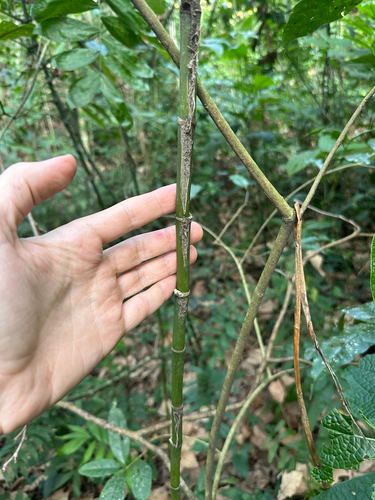 Schiede's parlor palm (Chamaedorea schiedeana)