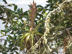 Tillandsia bourgaei