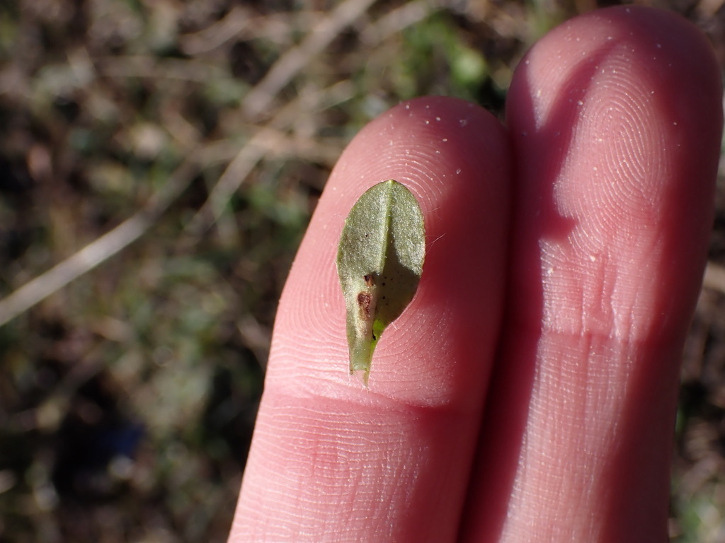 Trioza proxima