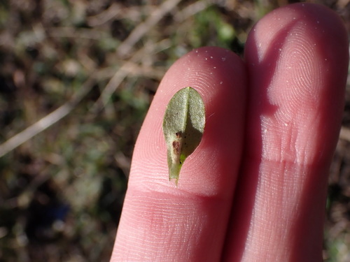 Trioza proxima