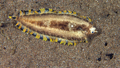 Soleichthys