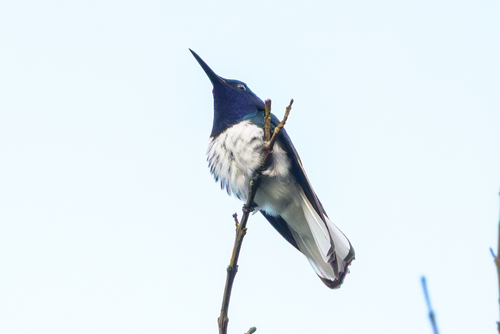 White-necked Jacobin (Florisuga mellivora), photo 7