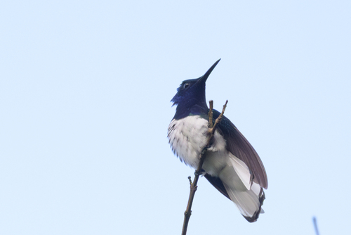 White-necked Jacobin (Florisuga mellivora), photo 6