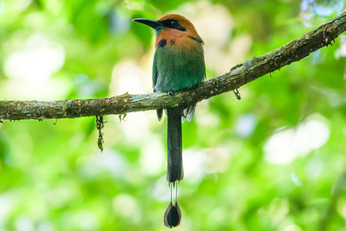 Broad-billed Motmot (Electron platyrhynchum), photo 5