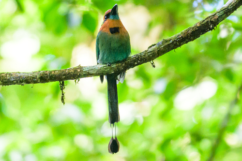 Broad-billed Motmot (Electron platyrhynchum), photo 6
