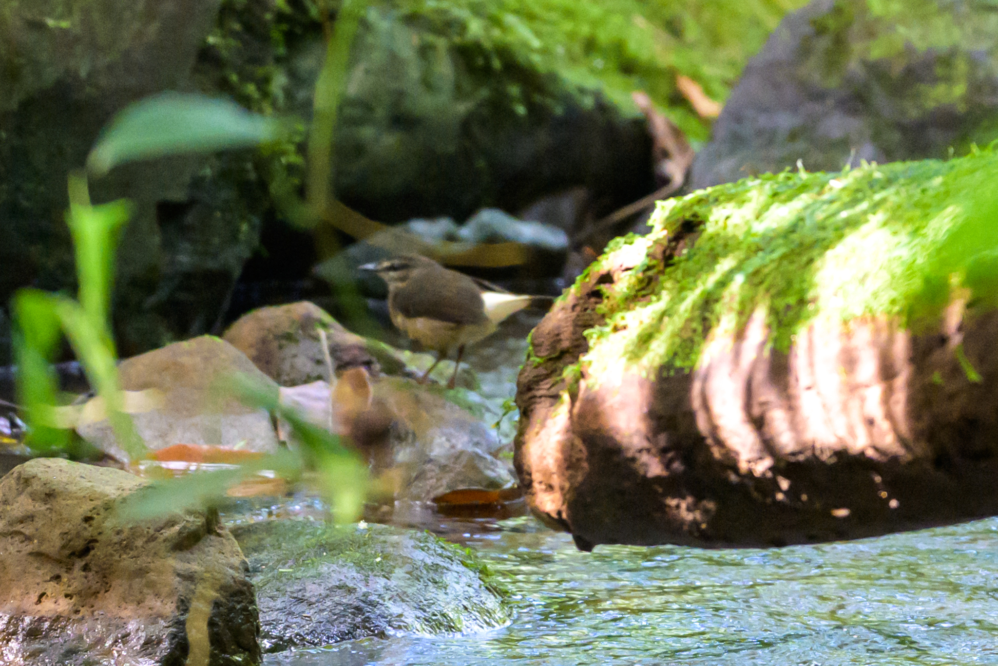 Buff-rumped Warbler (Myiothlypis fulvicauda), photo 10