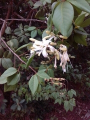 Spiranthera odoratissima