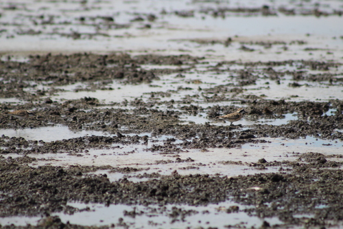 iNaturalist: (c) Katuta, some rights reserved (CC BY-NC), uploaded by Katuta iNaturalist image