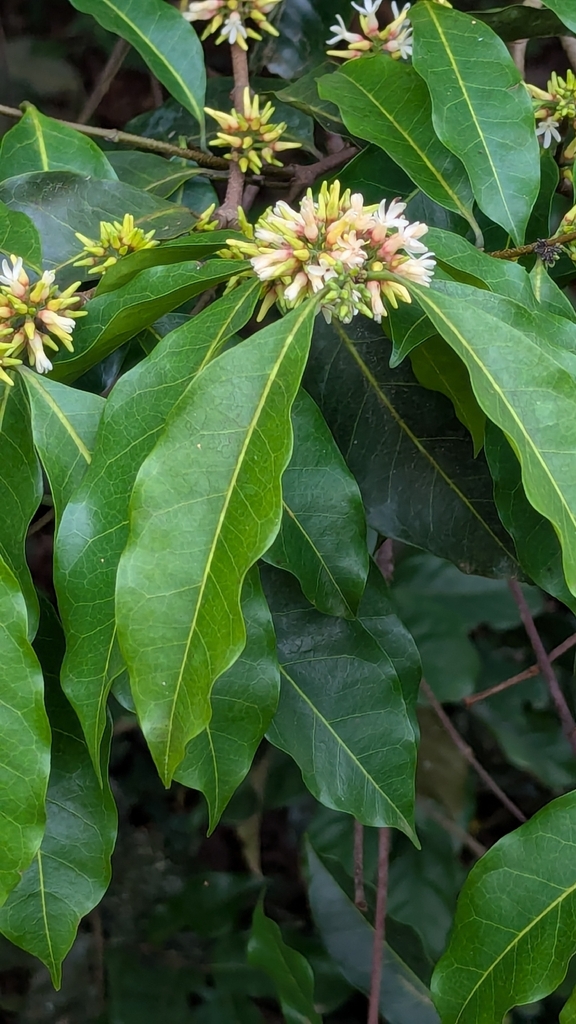Clitandra