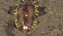Soleichthys