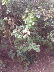 Spiranthera odoratissima