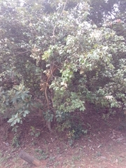 Spiranthera odoratissima