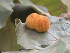 Striatoandricus nievesaldreyi