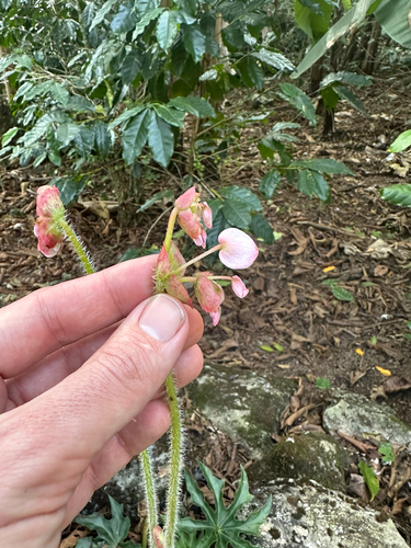Starleaf Begonia (Begonia heracleifolia)