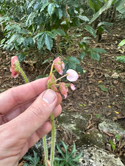 Bégonia À Feuilles D'heracleum (Begonia heracleifolia)