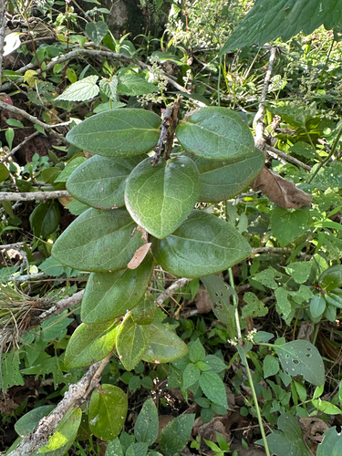 Macleania insignis, photograph 3
