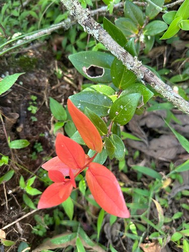 Macleania insignis, photograph 2
