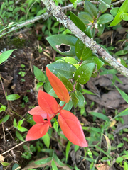 (c) Peter Quakenbush, some rights reserved (CC BY) Macleania insignis, photograph (c) Peter Quakenbush, some rights reserved (CC BY)