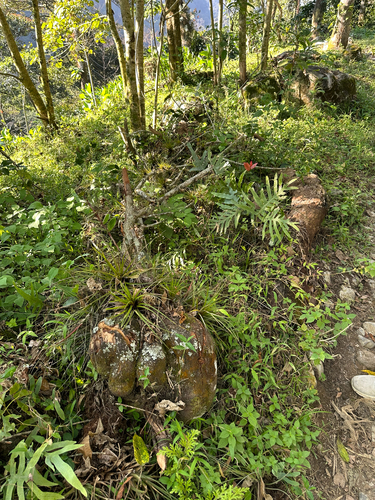 Macleania insignis, photograph 4