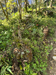 (c) Peter Quakenbush, some rights reserved (CC BY) Macleania insignis, photograph (c) Peter Quakenbush, some rights reserved (CC BY)