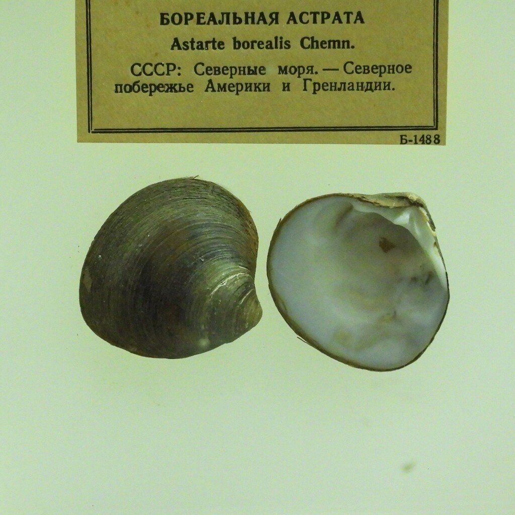 Boreal Astarte in March 2025 by Владимир Джерихов · iNaturalist