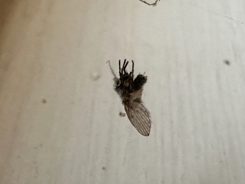Unknown species found near Coventry Rd, Atkinson, NH, US