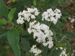 Stevia serrata
