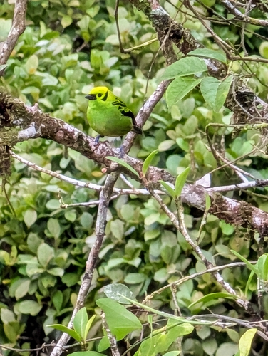 Emerald Tanager (Tangara florida), photo 1