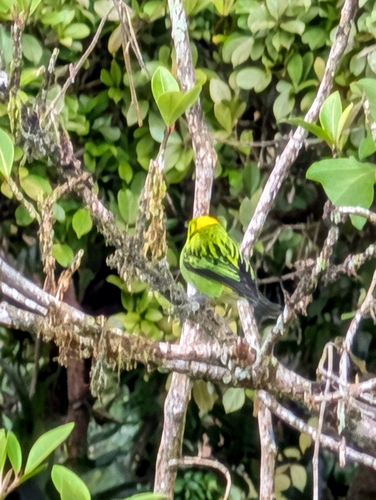Emerald Tanager (Tangara florida), photo 2