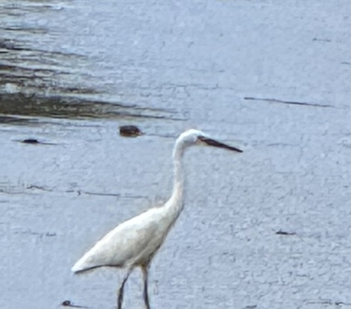 Egretta sacra