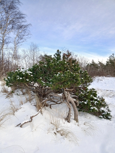 Dwarf mountain pine