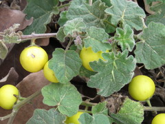 Solanum myriacanthum