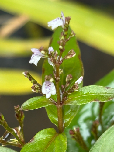 Marsh Water-Willow (Justicia comata)