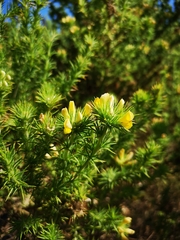 Aspalathus chenopoda