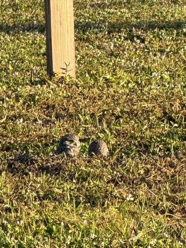 View observation of {o.common_name} on iNaturalist