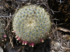 Mammillaria flavicentra