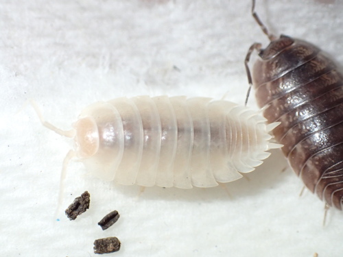 Swift Woodlouse, Los Angeles, California, United States, photo 7 of 10
