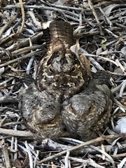 Caprimulgus madagascariensis