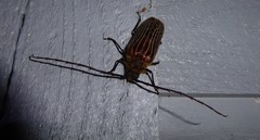 Prionoplus reticularis