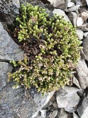 Veronica tetrasticha